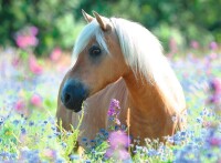 Kinderpuzzle Pferd im Blumenmeer 300 Teile