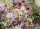 Puzzle 17389 Prachtvolle Blumenliebe 1000 Teile