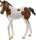 schleich® HORSE CLUB 14899 Paint Horse Fohlen