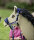 Halfter -Funny Horses- dunkelblau/blau/dunkelpink, Größe Shetty