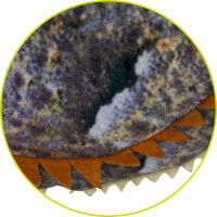 Horneidechse - Nature Zoom Wild