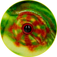 Chamäleon - Nature Zoom Wild