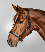 Waldhausen X-Line Lederhalfter Crystal Schwarz/Grau WB – Lederhalfter Pferd