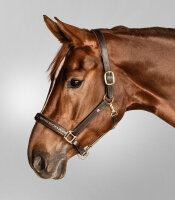 Waldhausen X-Line Lederhalfter Crystal Braun/Gold WB – Lederhalfter Warmblut