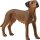 schleich® Farm World 13895 Rhodesian Ridgeback